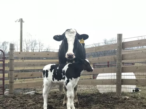 mhtriko enstikkto egkyos agelada phdaei apo forthgo en einai sto dromo gia tosfageio2