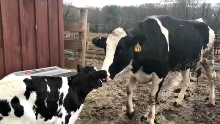 mhtriko enstikkto egkyos agelada phdaei apo forthgo en einai sto dromo gia tosfageio3