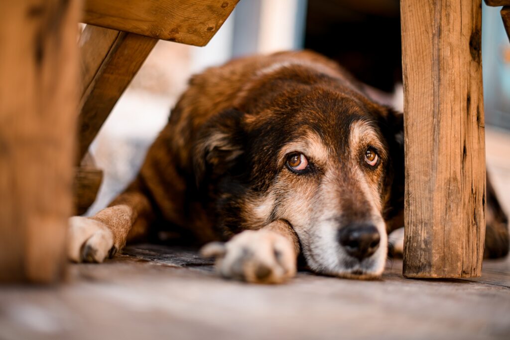 Head,View,Of,Sad looking,Street,Dog,With,Folded,Ears,Lying