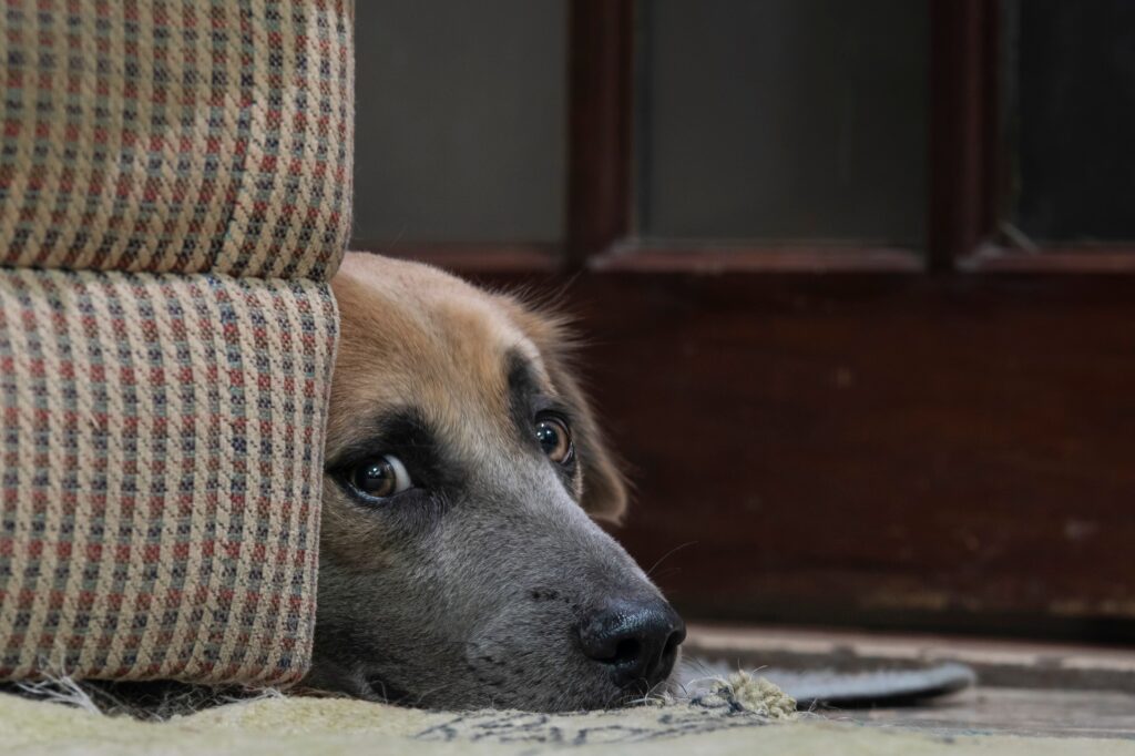 A,Mixed,Breed,Dog,Lying,Behind,A,Couch,Anxiously,Looking