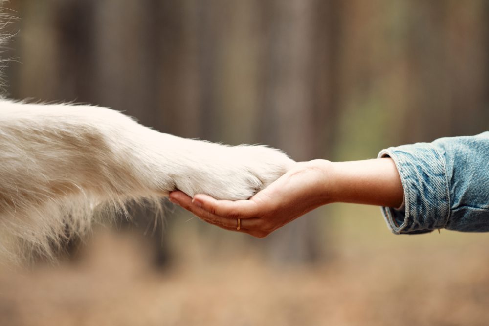 Dog,Is,Giving,Paw,To,The,Woman.,Dog's,Paw,In