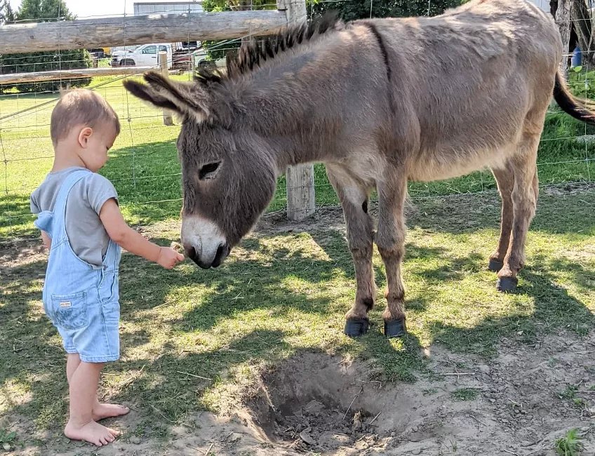 enas pitsirikos kai o gaidaros toy einai oi kalyteroi filoi