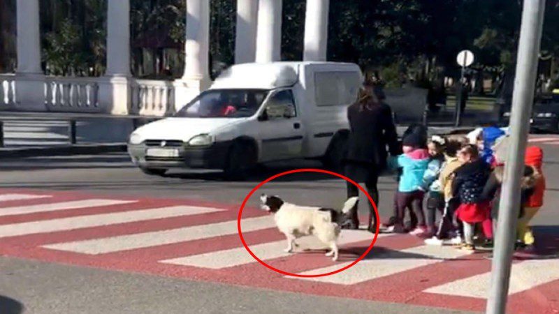 pio politismenos apo tous perissoterous adespotos skulos gavgizei seodhgous