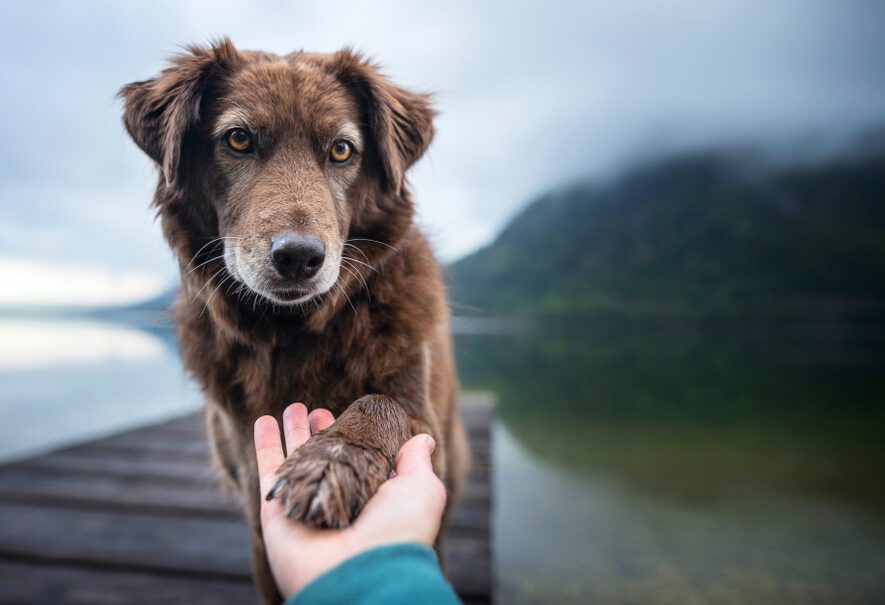 Dog,Gives,Human,Paw.,Friendship,Between,Man,And,Dog.