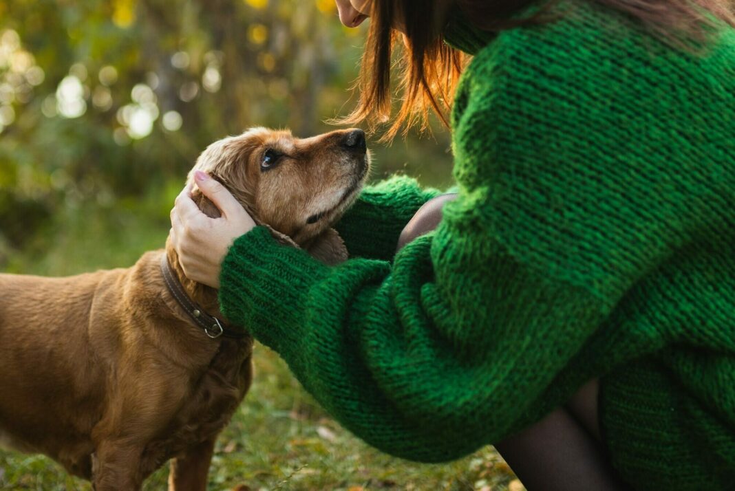 The,Girl,Is,Playing,With,Her,Dog.,A,Beautiful,Dog