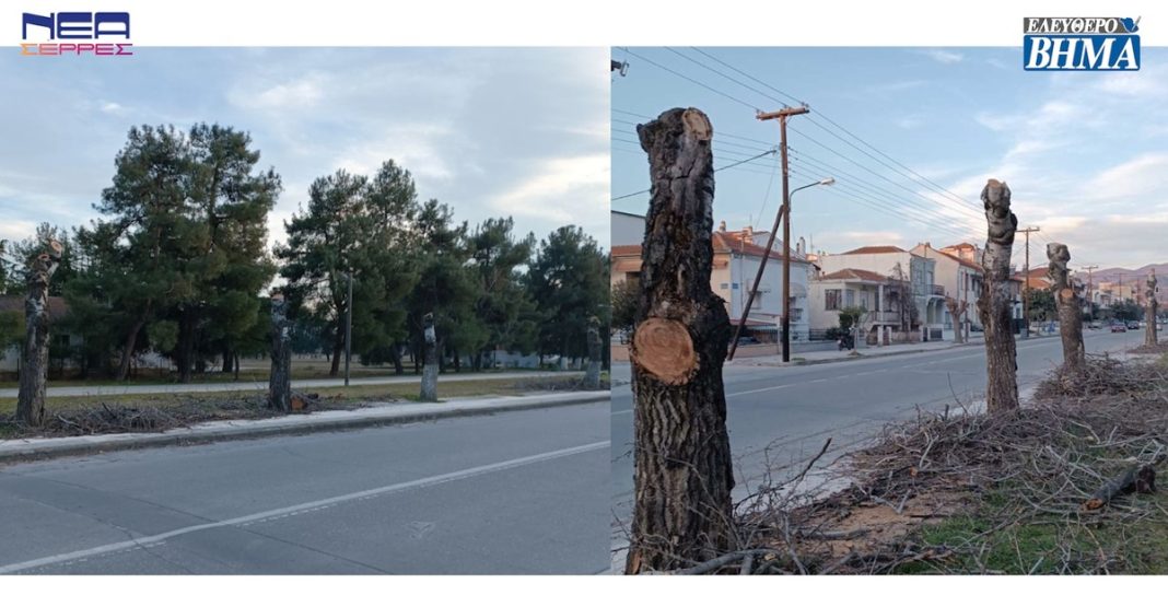 Ένας μικρός πνεύμονας πρασίνου χάθηκε στις Σέρρες 3