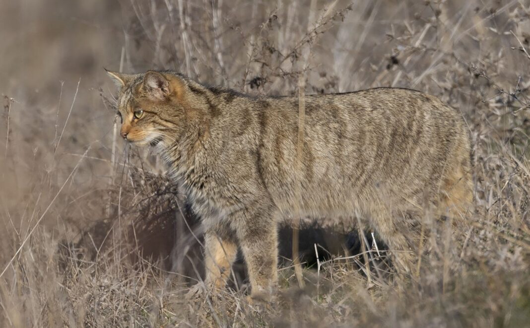 limni kerkini agriogatos